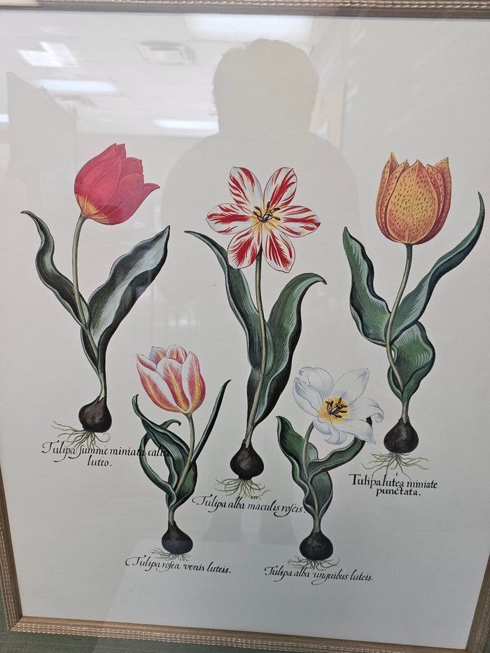 34" x 30" Tulip Artwork
