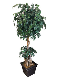 Artificial Ficus Tree with Square Base