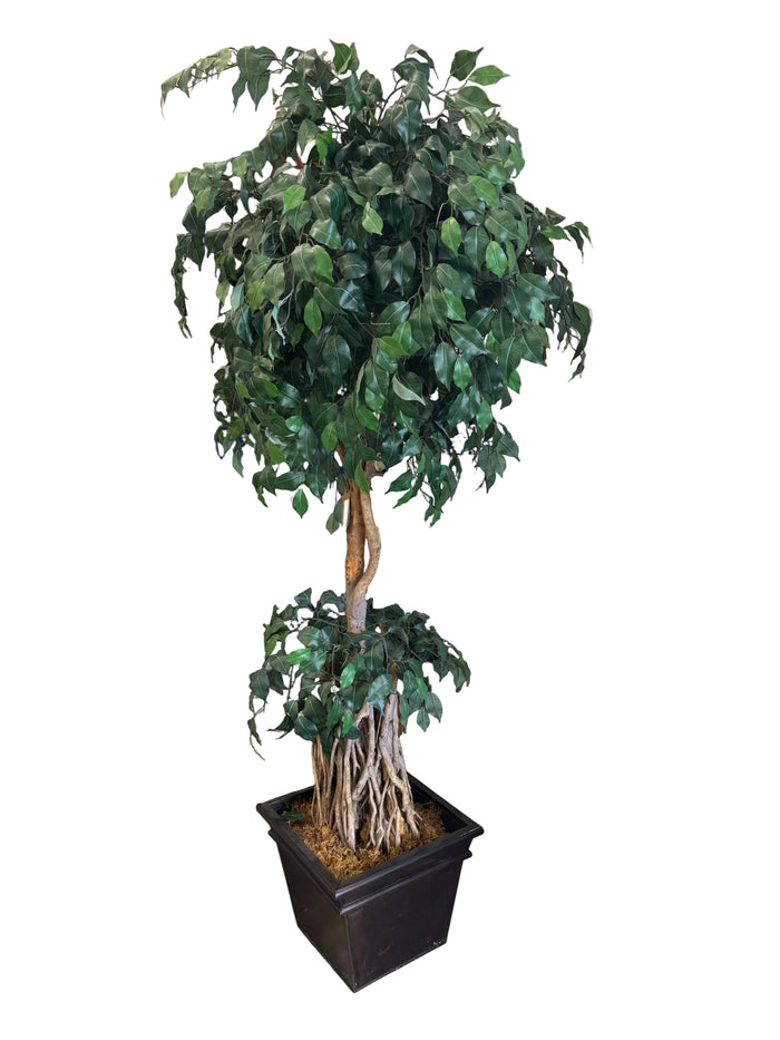 Artificial Ficus Tree with Square Base