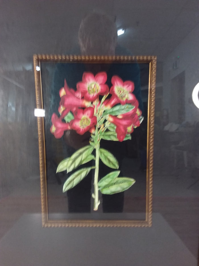 Red Flowers #3 Framed Print