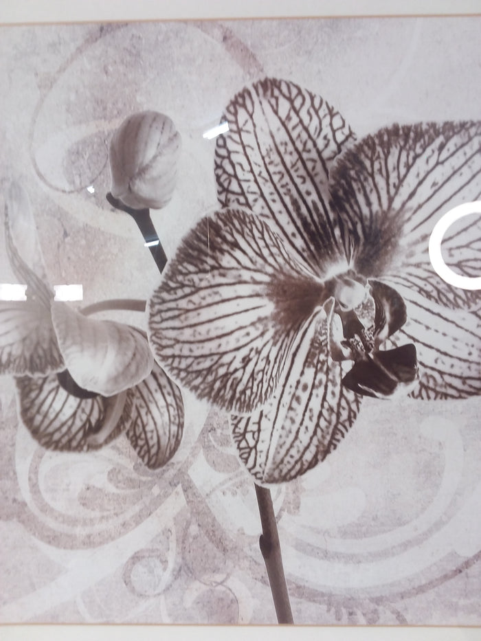 Sepia Flowers Framed Print