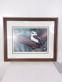 Kookaburra Sits Framed Print