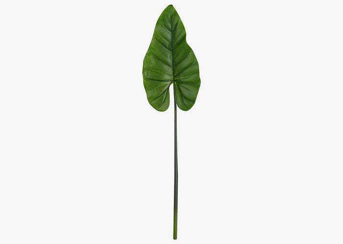 Elephant Ear Leaf Stem