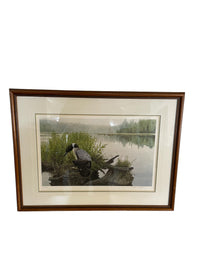 Framed "Great Northern Diver" Artwork