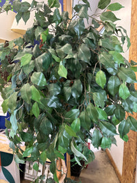 Artificial Ficus Tree with Square Base