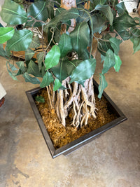 Artificial Ficus Tree with Square Base