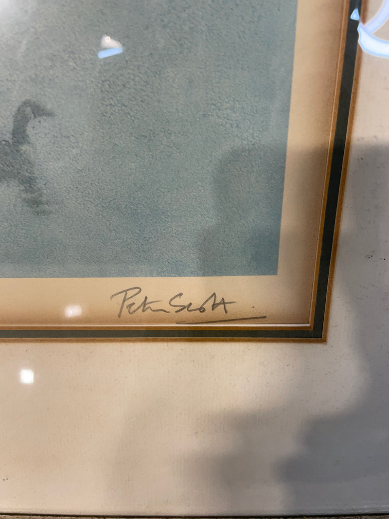 Framed Print "Canadian Geese" - Peter Scott