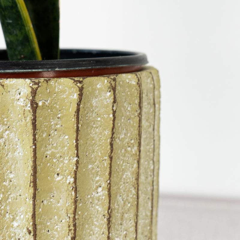 Cactus Rigid Cement Pots Set of 2