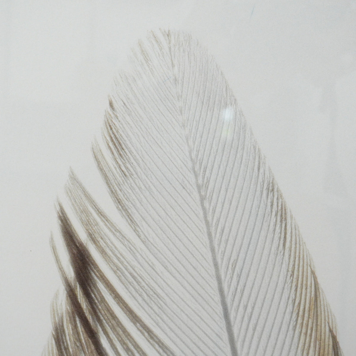 28×40–Inch Feather Framed Print – Matte Paper, Light Wood Frame