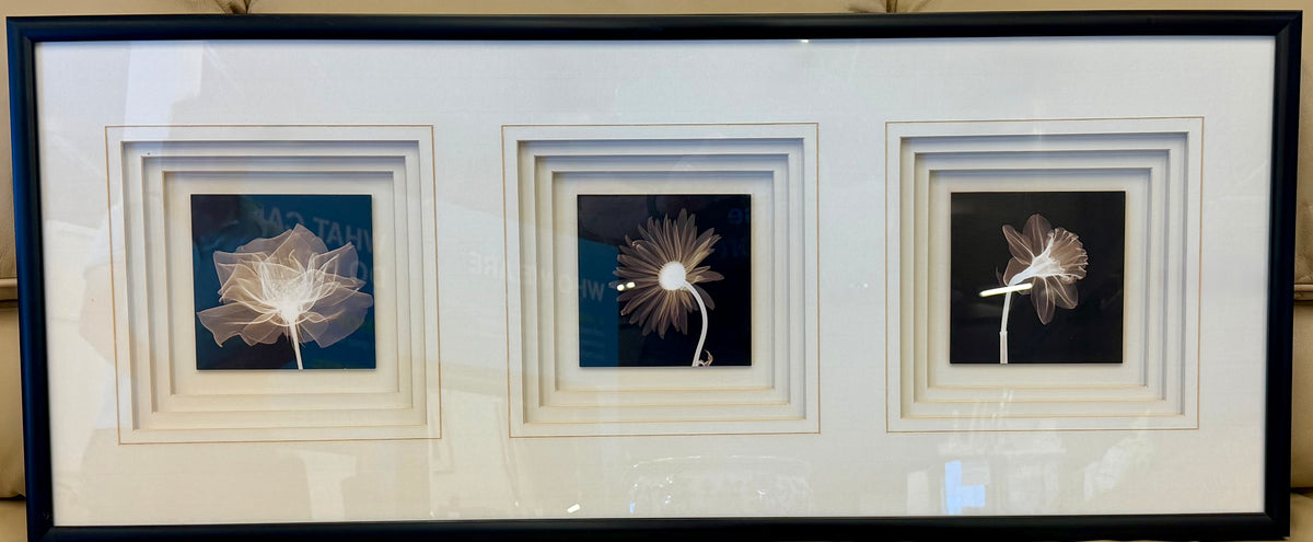 Framed Botanical X-Ray Floral Triple Triptych Wall Art