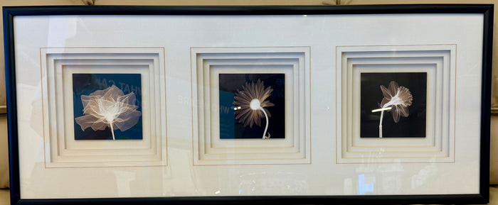 Framed Botanical X-Ray Floral Triple Triptych Wall Art