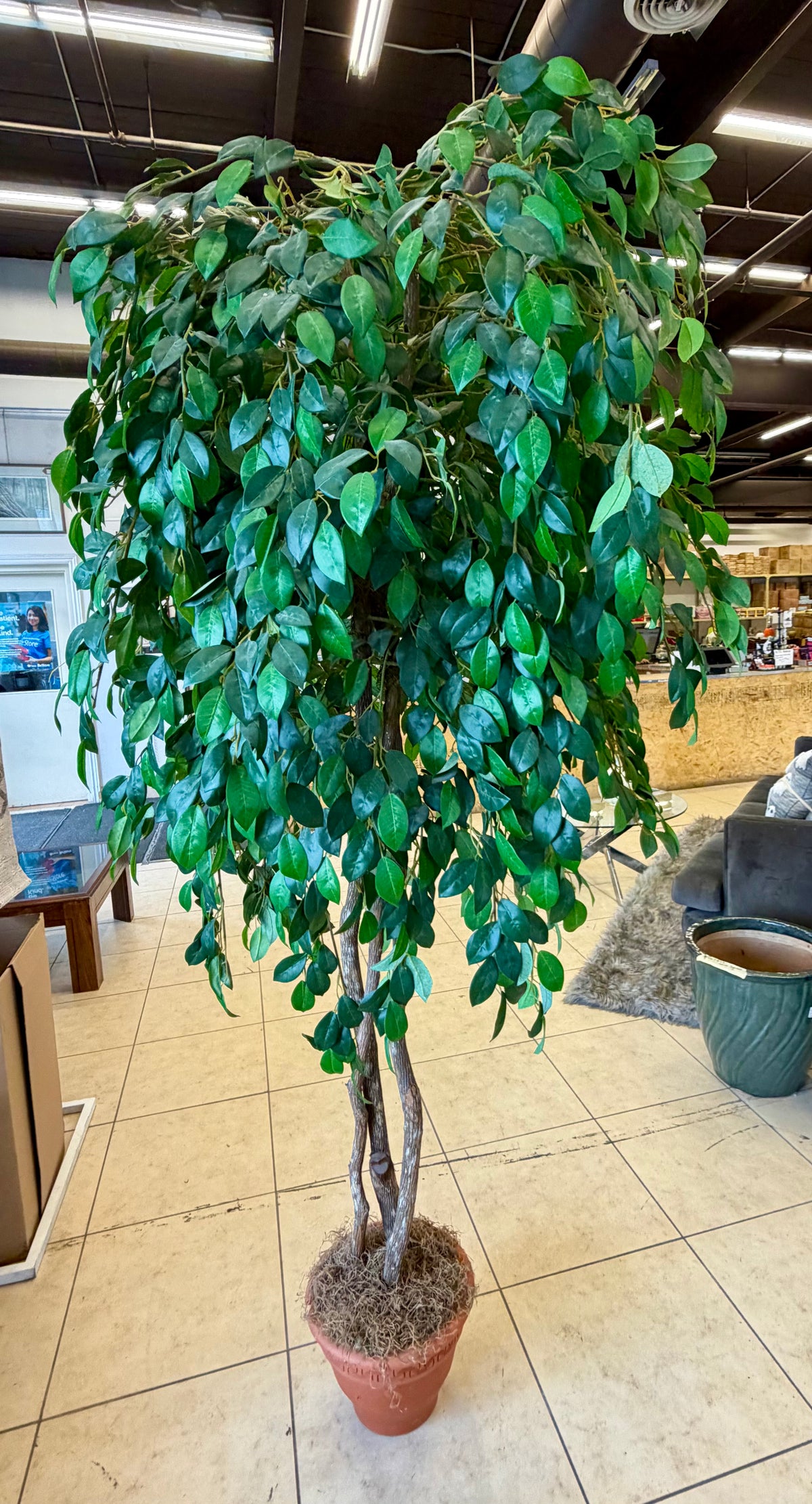 Lush Grand Artificial Ficus Tree in Greek Key Terracotta-Look Pot