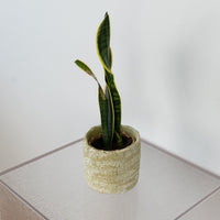 Green Cement Pots Set of 2