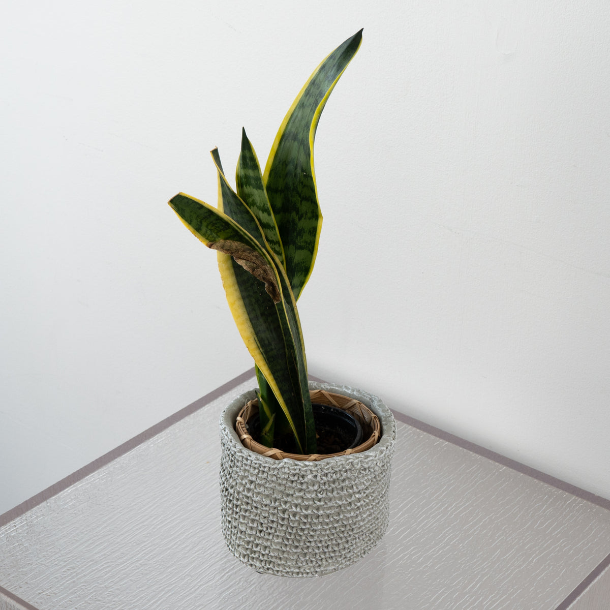 Grey Cement Pot With Textured Exterior