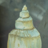 Framed Seashell Artwork – 23x23-Inch