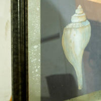 Framed Seashell Artwork – 23x23-Inch