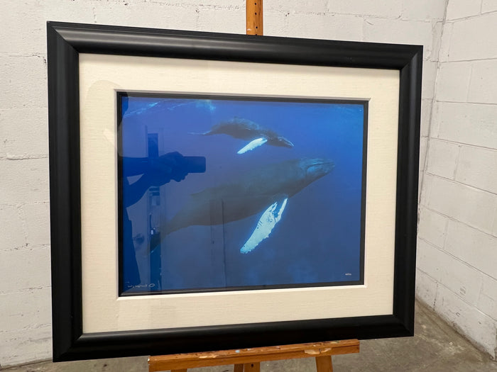 Orcas By R. Wyland
