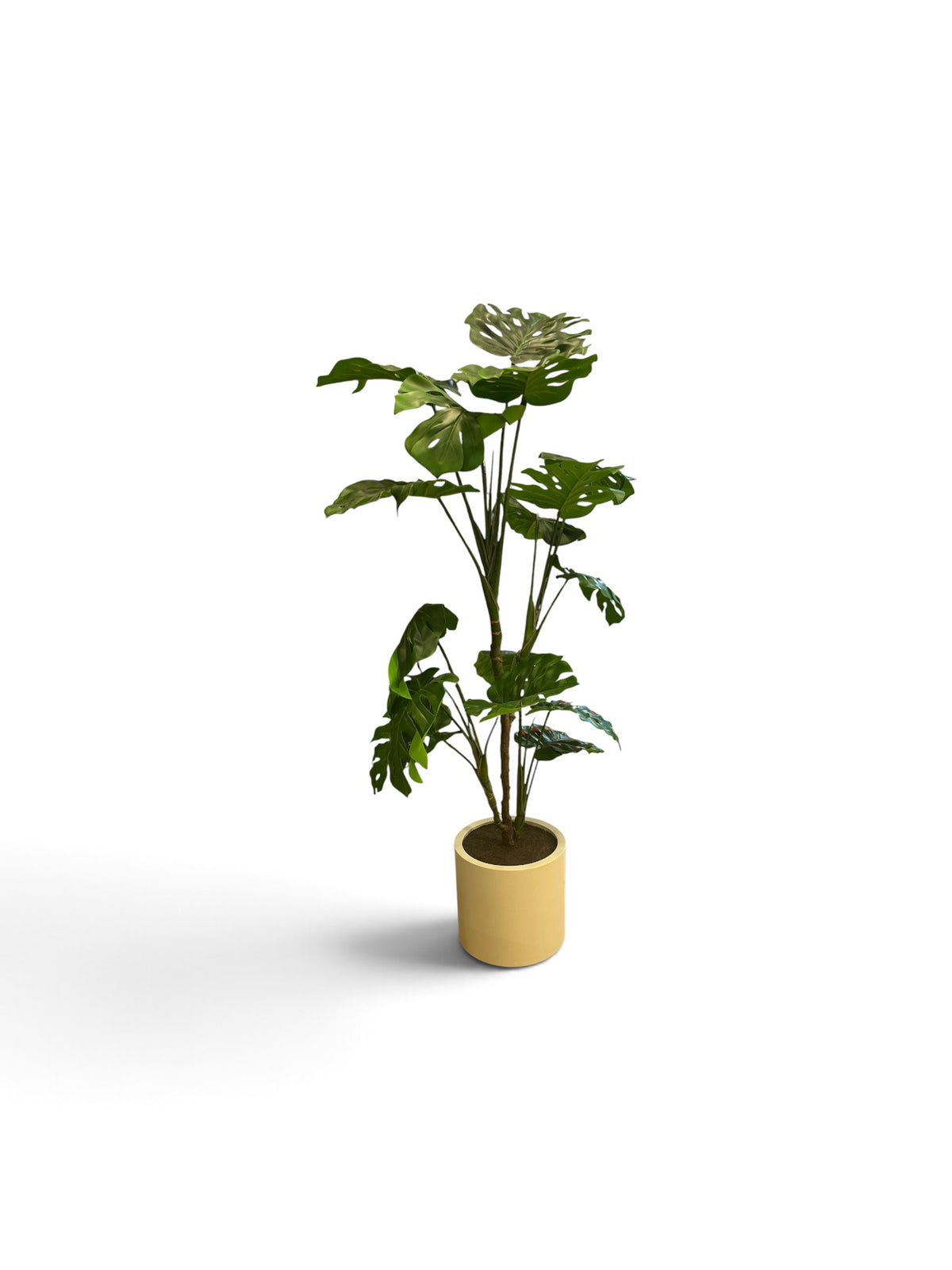 6 Ft Artificial Monstera Floor Plant in a White Planter