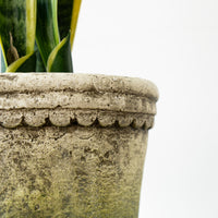 Moss Green Cement Pot With Flower Rim