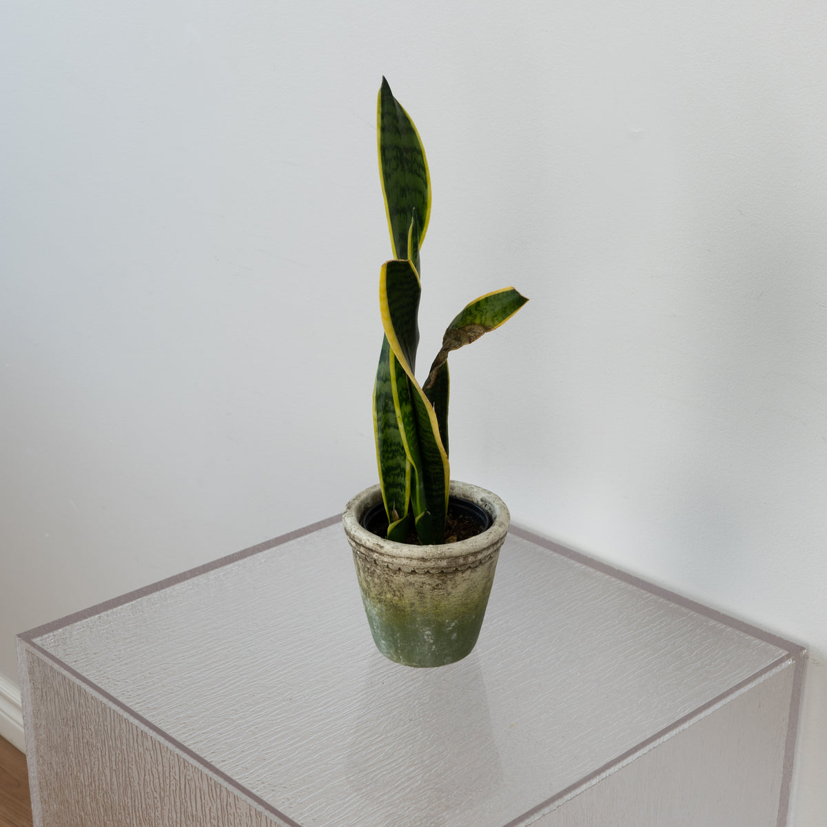 Moss Green Cement Pot With Flower Rim