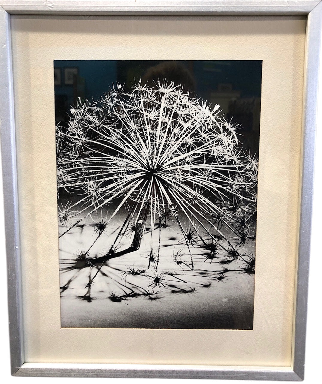 Black and White Dandelion Photo