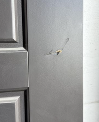 32" x 80" Riverside Door