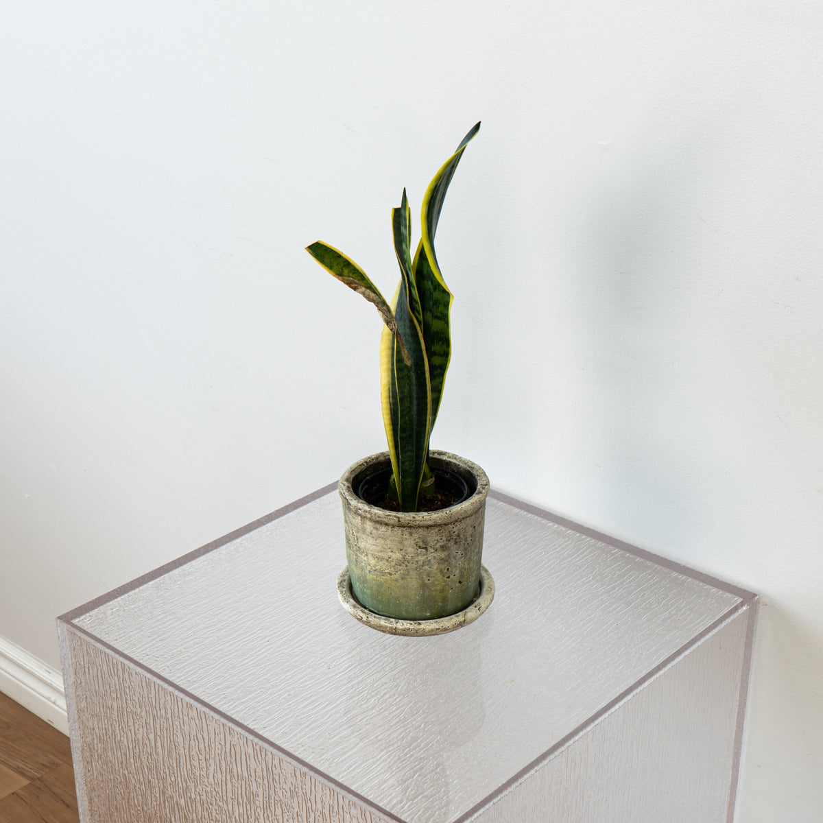 White/Moss Green Pots Set of 2 With Saucer