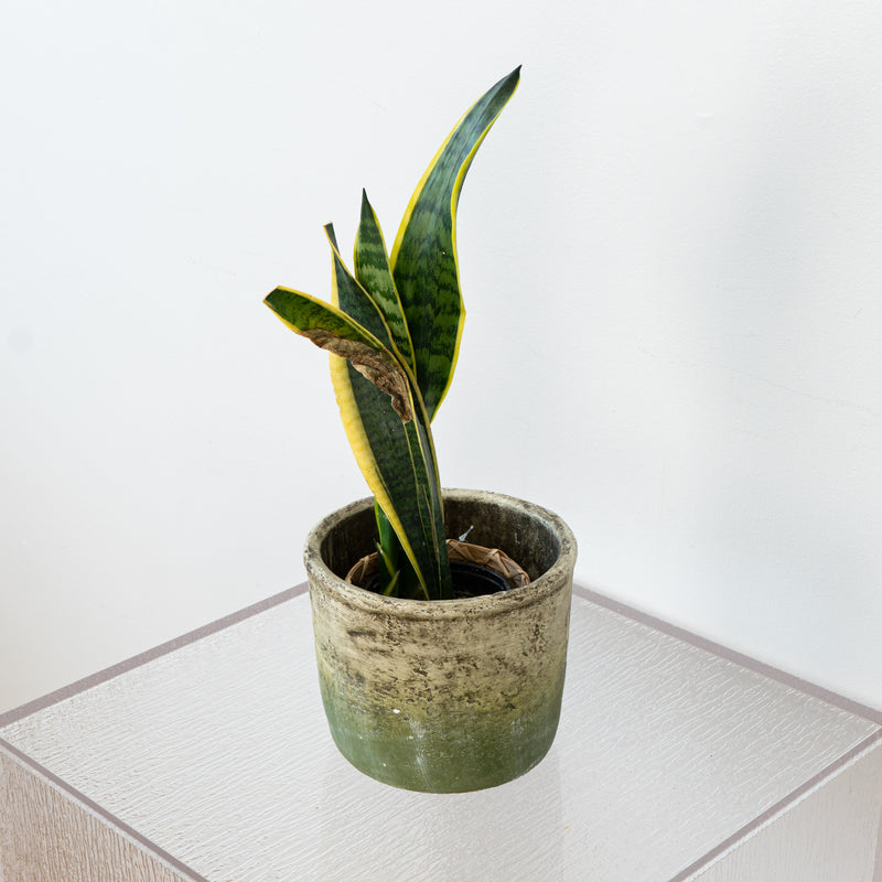 White/Moss Green Pots Set of 2 With Saucer