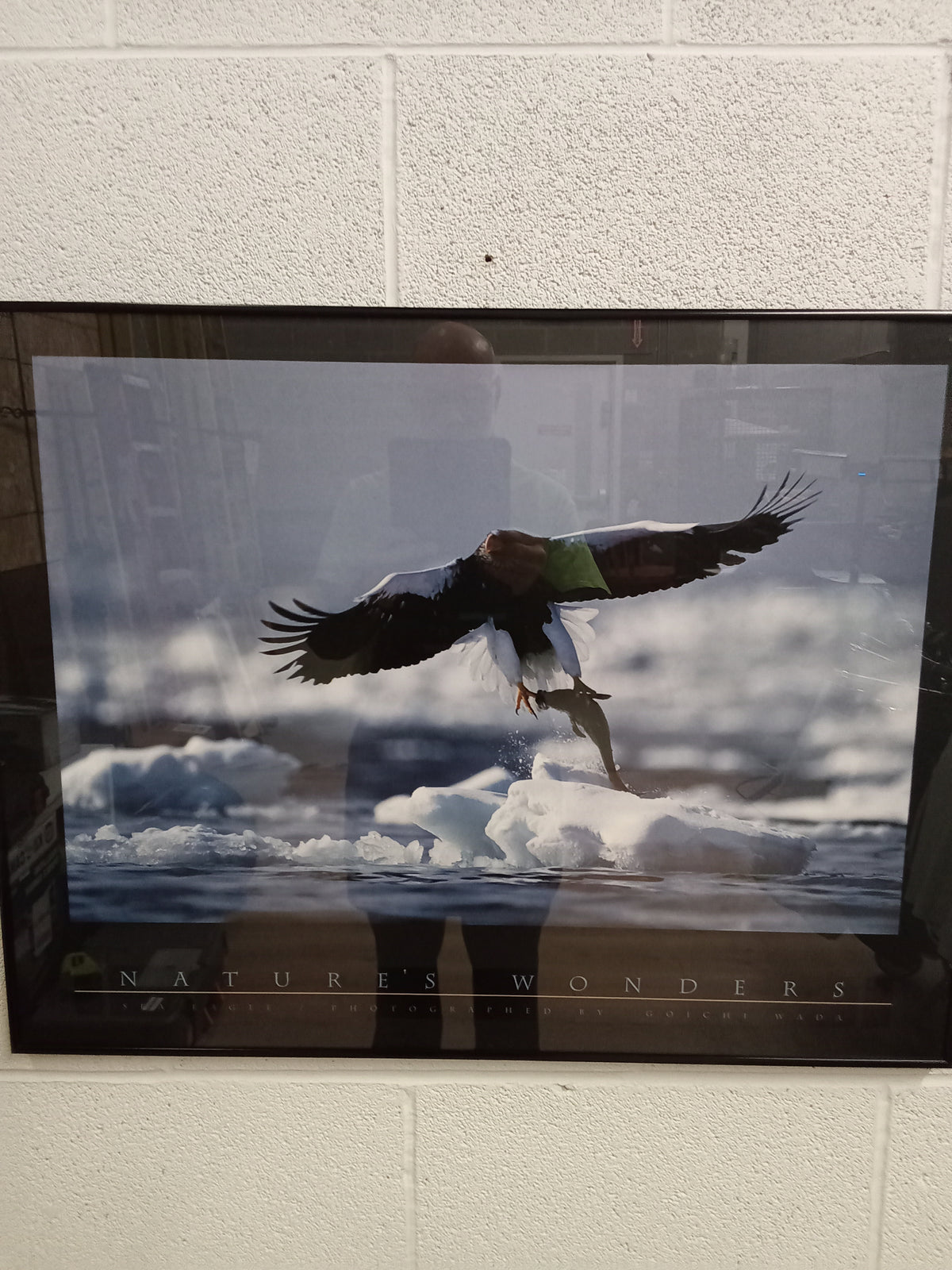 30.5"W "Eagle with Fish" Poster - Framed