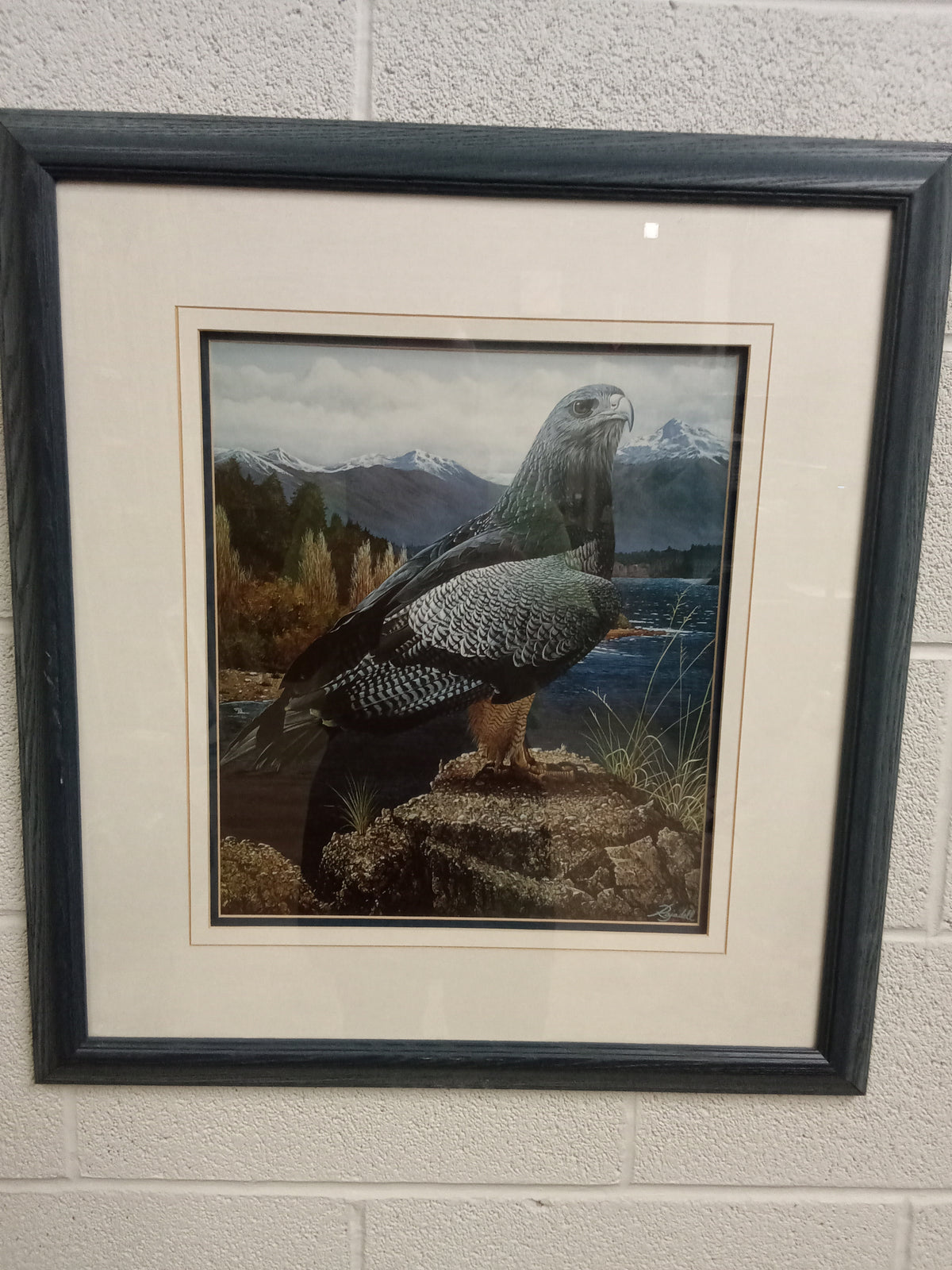 23"W "Resting Eagle" Print - Framed