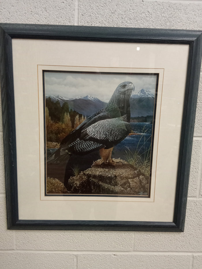 23"W "Resting Eagle" Print - Framed